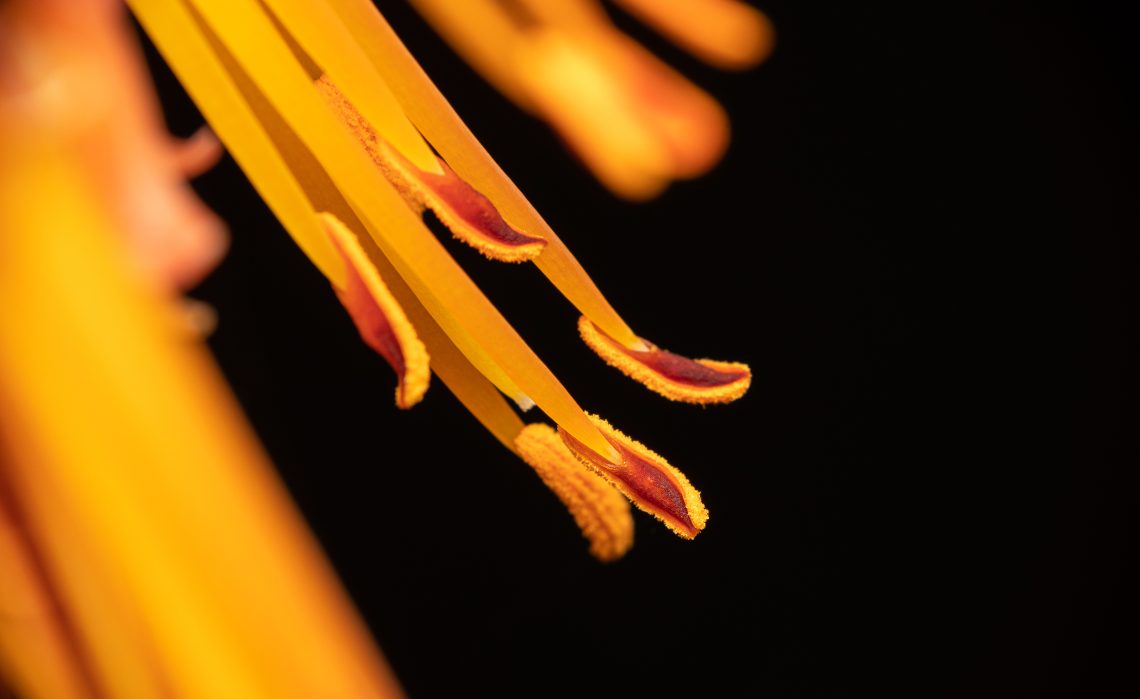  Con Macro Close-Up 49mm