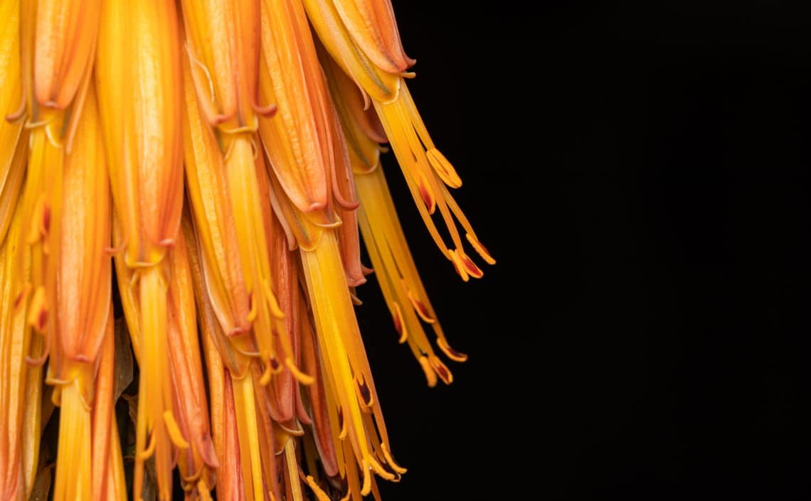 Senza Filtro
