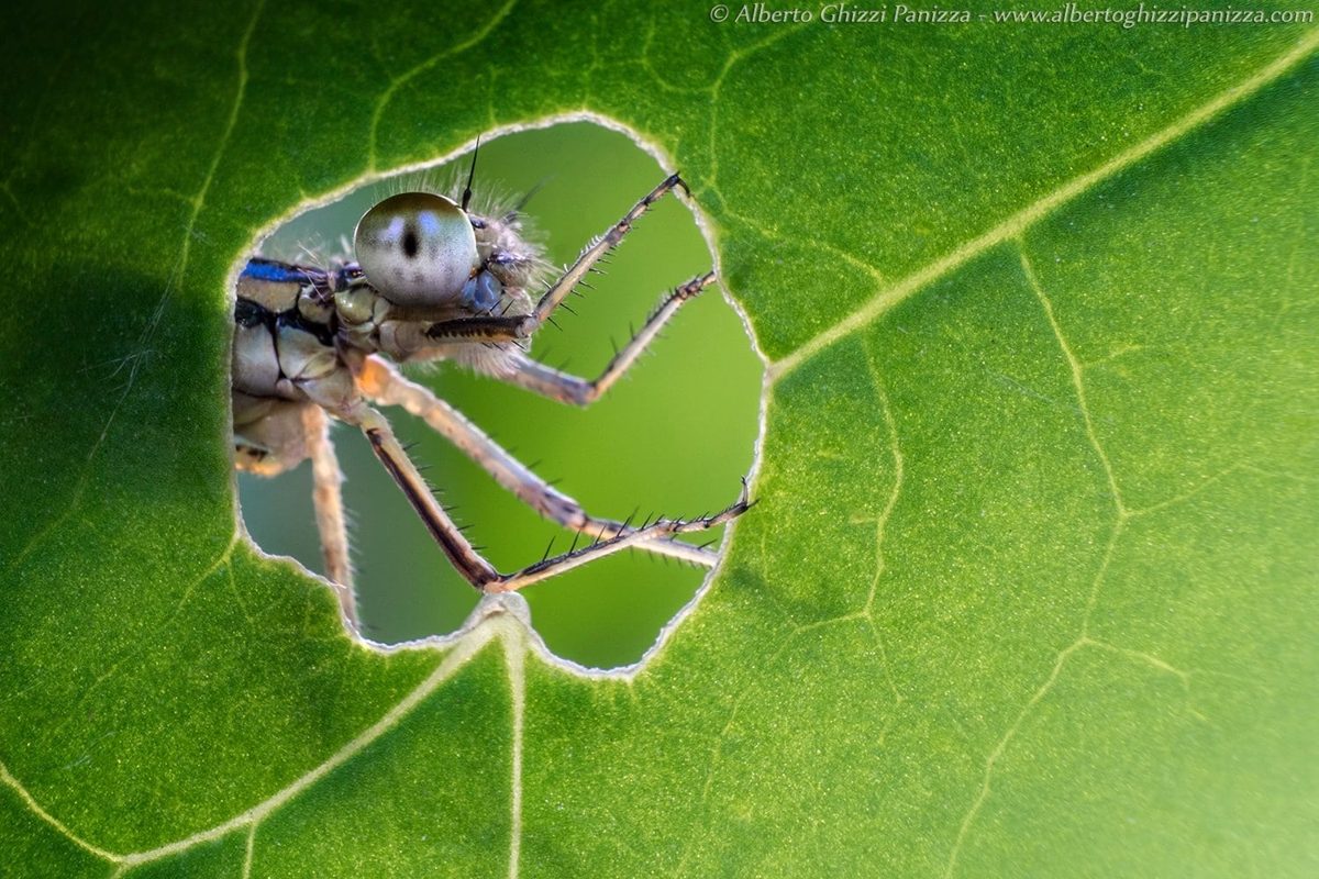 Macro di una libellula dentro il foro di una foglia